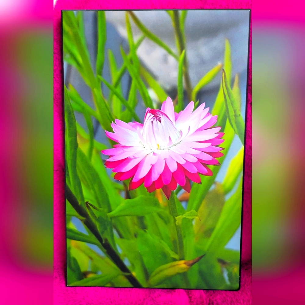 Strawflower Photo Framed on Wood By ARTMILL